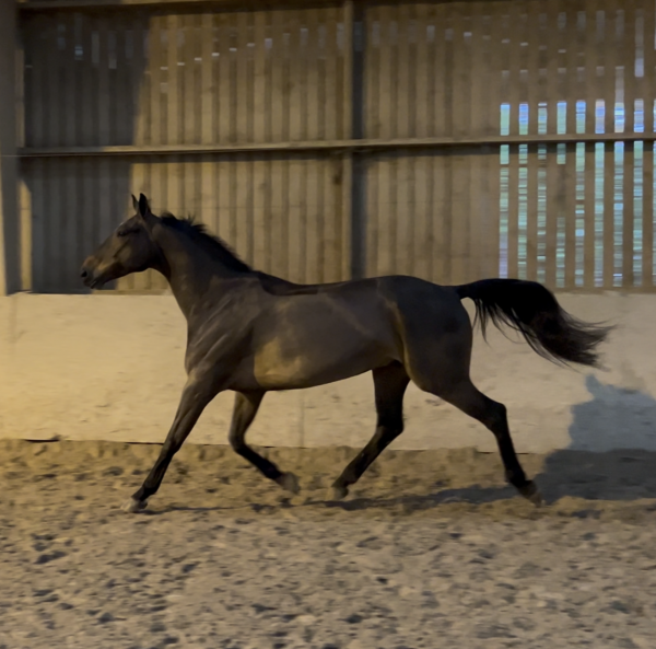 photo de sirocco-van-de-pereboom